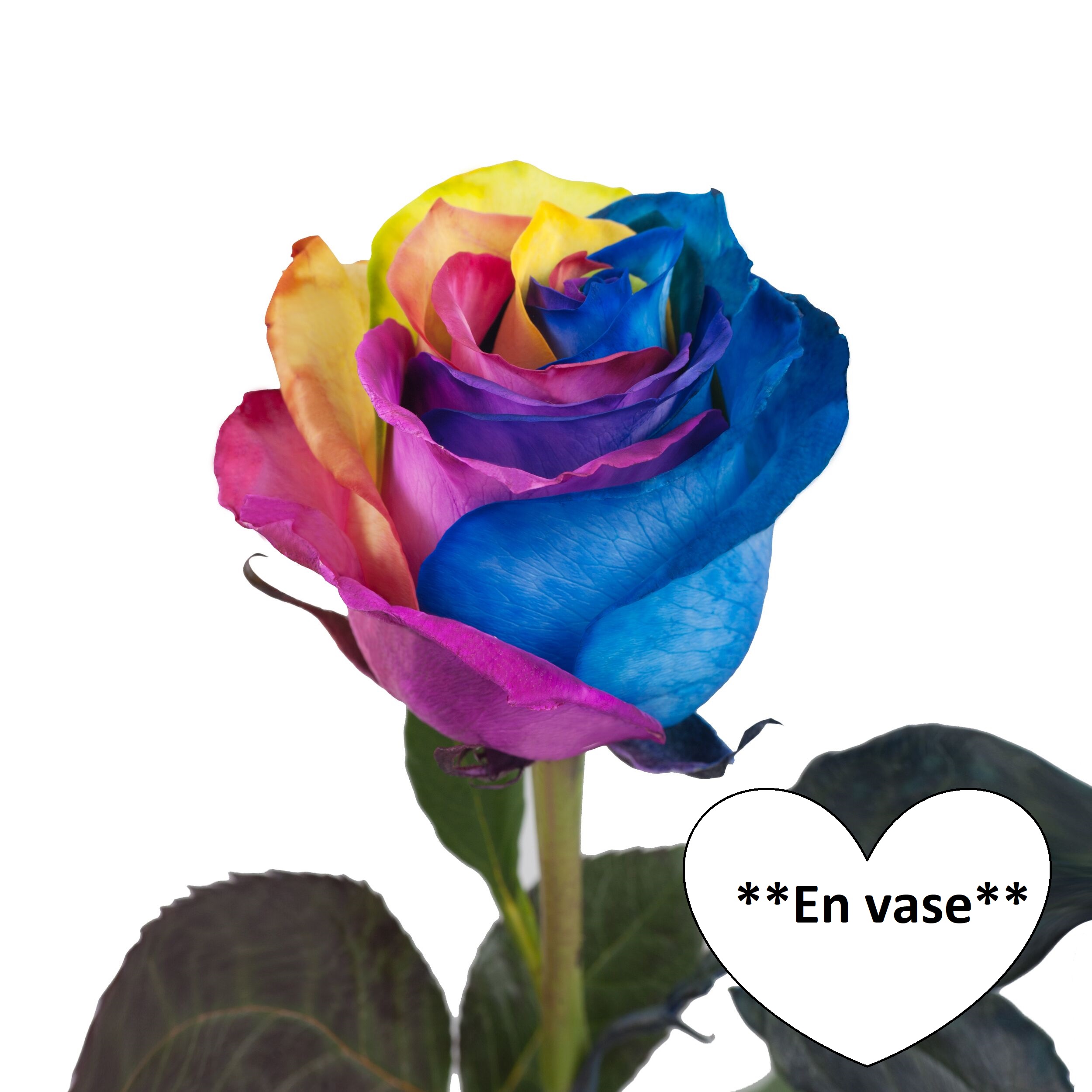 1 Rose multicolore en vase – ST58Les Folleries Fleuries |